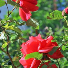 Схема вышивки «№2119425»