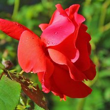 Схема вышивки «№2119427»