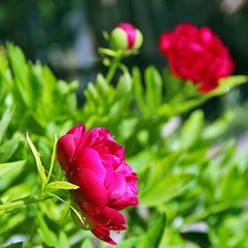 Схема вышивки «№2119430»