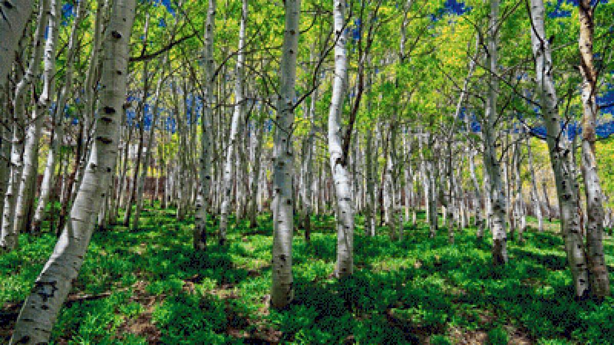 Березовая роща - березы, природа - предпросмотр