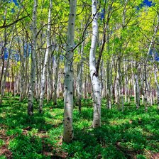 Схема вышивки «Березовая роща»