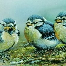 Схема вышивки «Птицы»