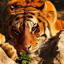 Схема вышивки «Тигр»