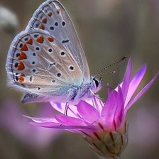 Схема вышивки «№2119765»