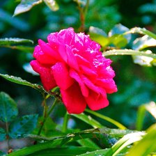 Схема вышивки «№2119768»