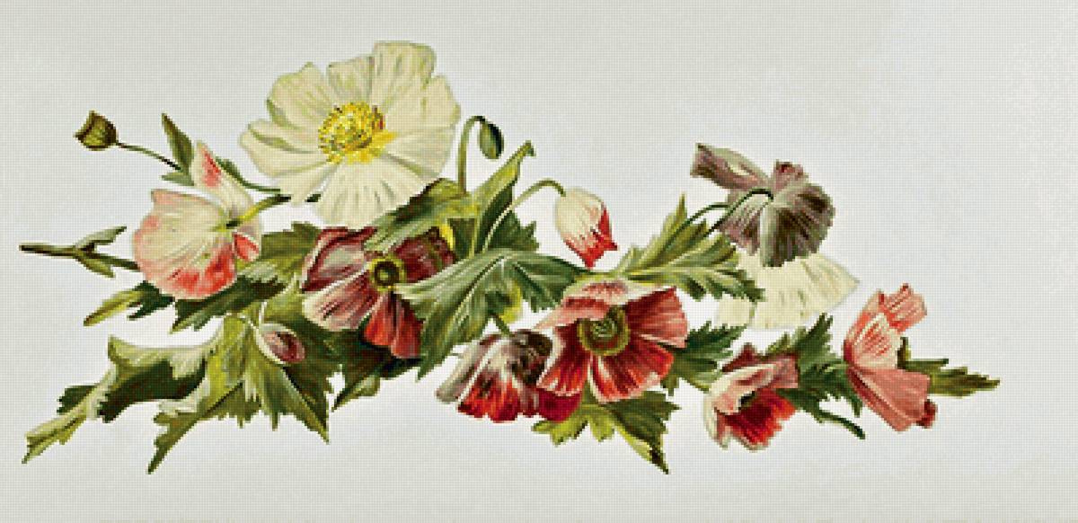 Серия "Маки". Панелька - флора, цветы, маки - предпросмотр