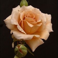 Схема вышивки «роза»