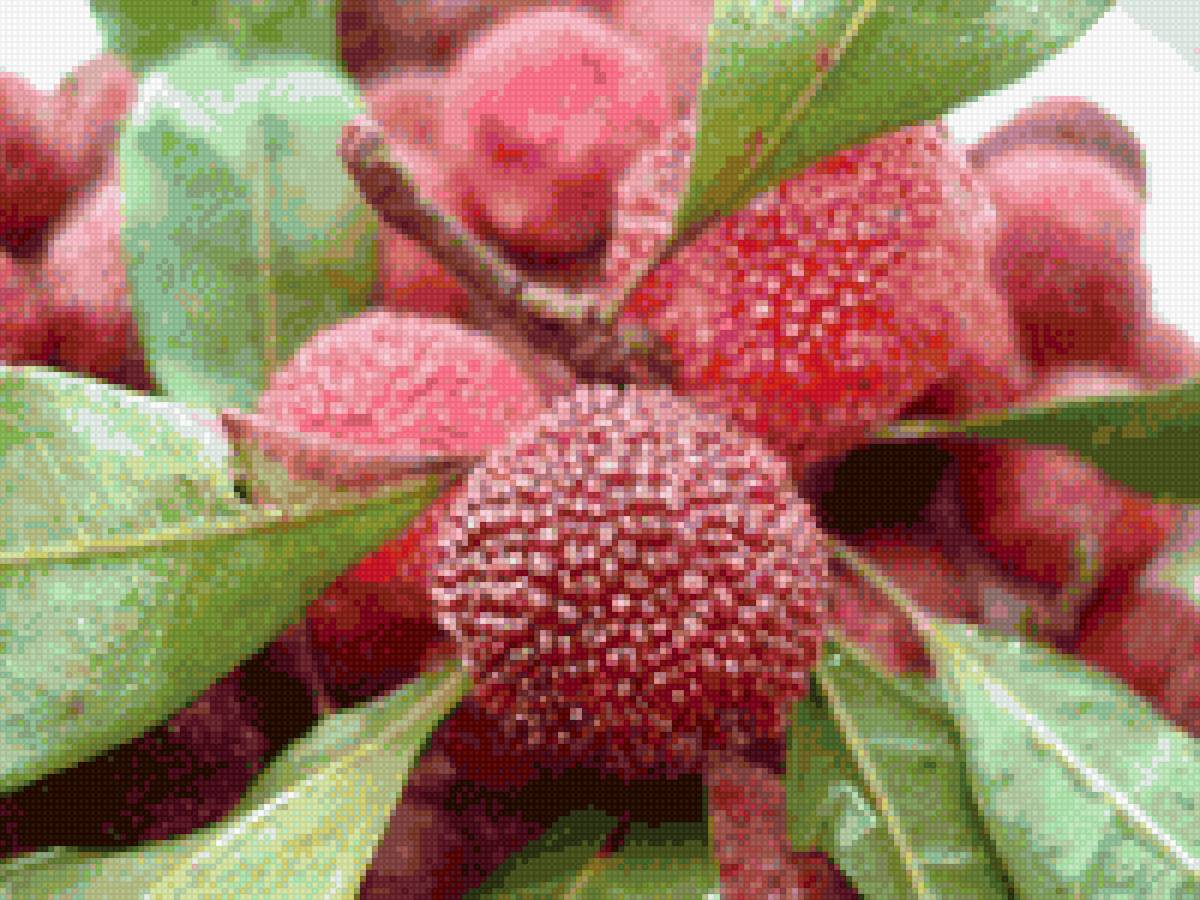 Фрукты - тропические фрукты, ягоды - предпросмотр