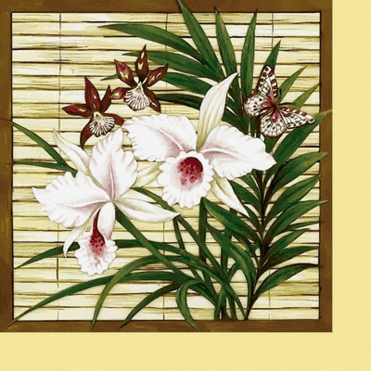 Серия "Орхидеи" - флора, орхидеи, цветы - предпросмотр