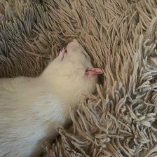 Схема вышивки «Рудольф»