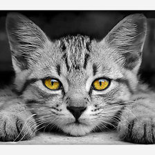 Схема вышивки «№2121298»