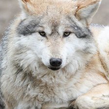 Схема вышивки «дикие»