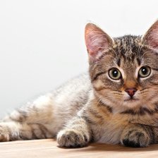 Схема вышивки «563»