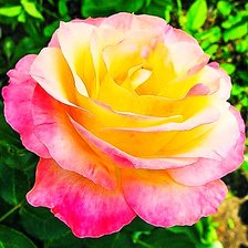 Схема вышивки «Роза»