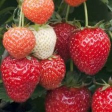 Схема вышивки «Ароматная клубничка»