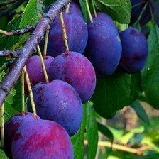 Схема вышивки «Спелые сливы»