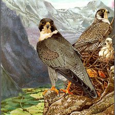 Схема вышивки «Птицы»