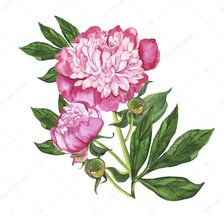 Схема вышивки «Пион»