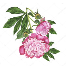 Схема вышивки «Пионы»