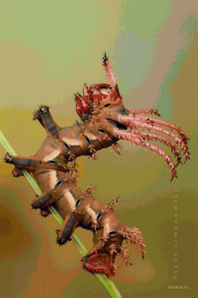 насекомые - гусеница - предпросмотр