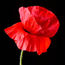 Схема вышивки «Большой красный мак»