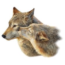 Схема вышивки «дикие»