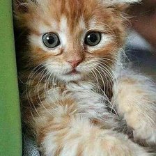 Схема вышивки «Рыжик»