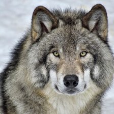 Схема вышивки «дикие»