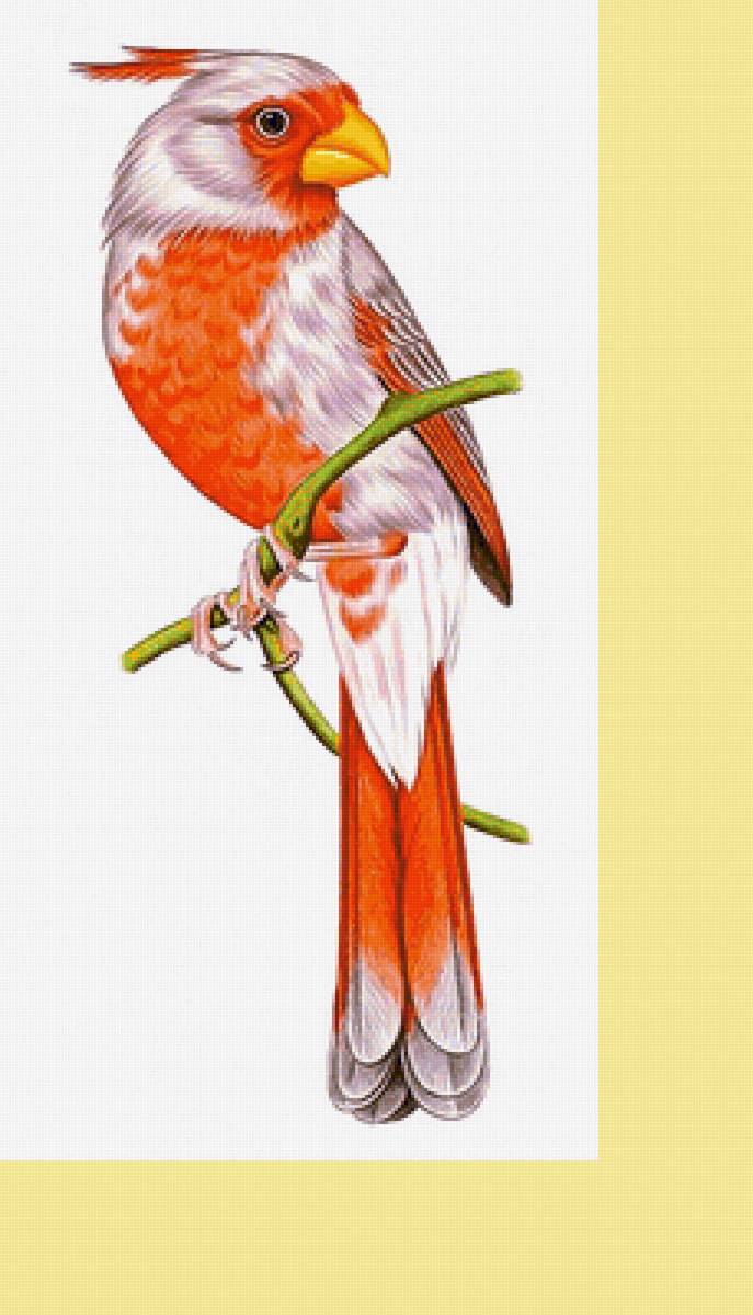 Серия "Птицы" - птицы, фауна - предпросмотр