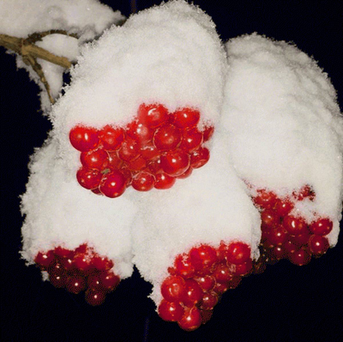 Калина красная - снег, ягоды - предпросмотр