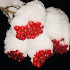 Калина красная