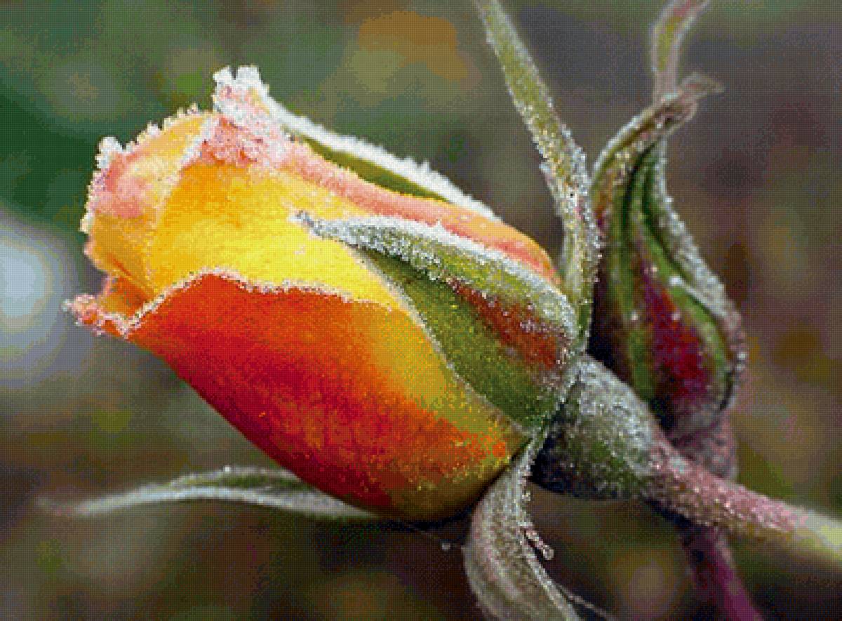 Жёлтая роза - роза, макросъемка, цветы - предпросмотр