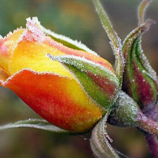 Схема вышивки «Жёлтая роза»