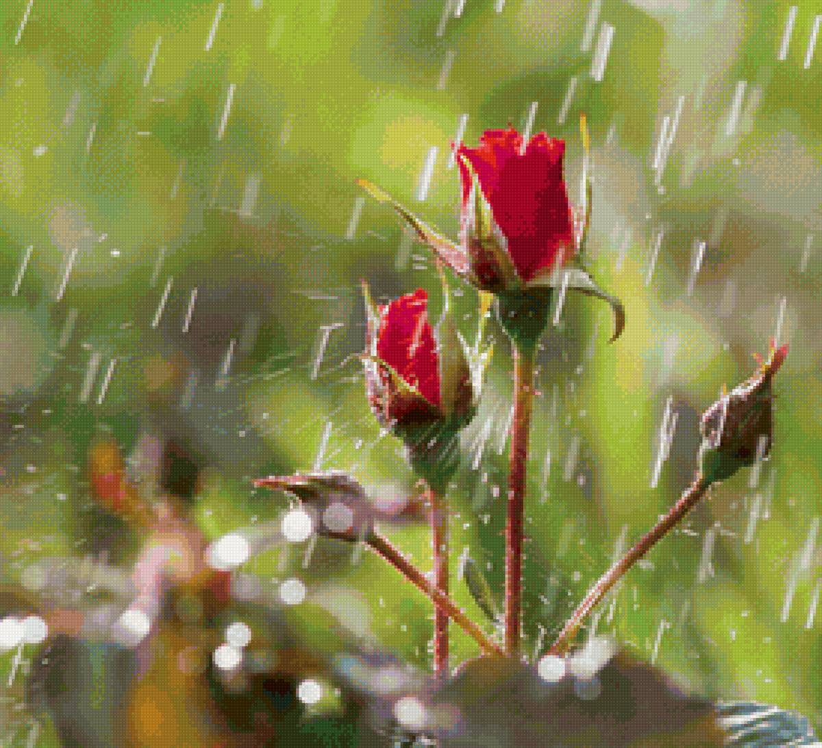 Розы во время дождя - дождь, лето, розы, цветы, природа, пейзаж - предпросмотр