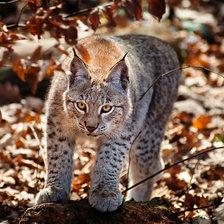 Схема вышивки «Рысь»