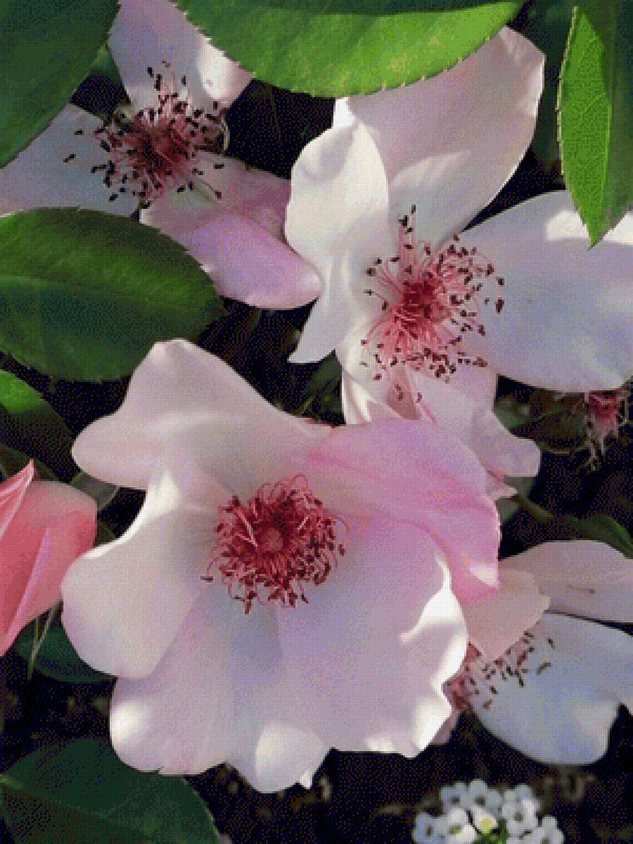 Шиповник - цветы, шиповник - предпросмотр