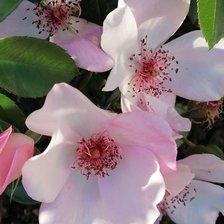 Схема вышивки «Шиповник»