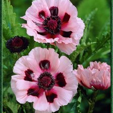 Схема вышивки «Маки»