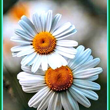 Схема вышивки «Две ромашки»