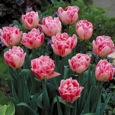 Схема вышивки «№2125411»