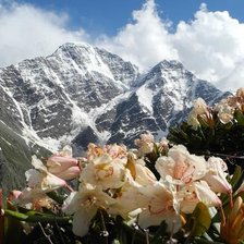 Схема вышивки «Рододендроны»