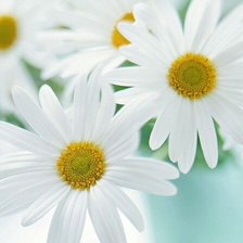 Схема вышивки «Ромашки»