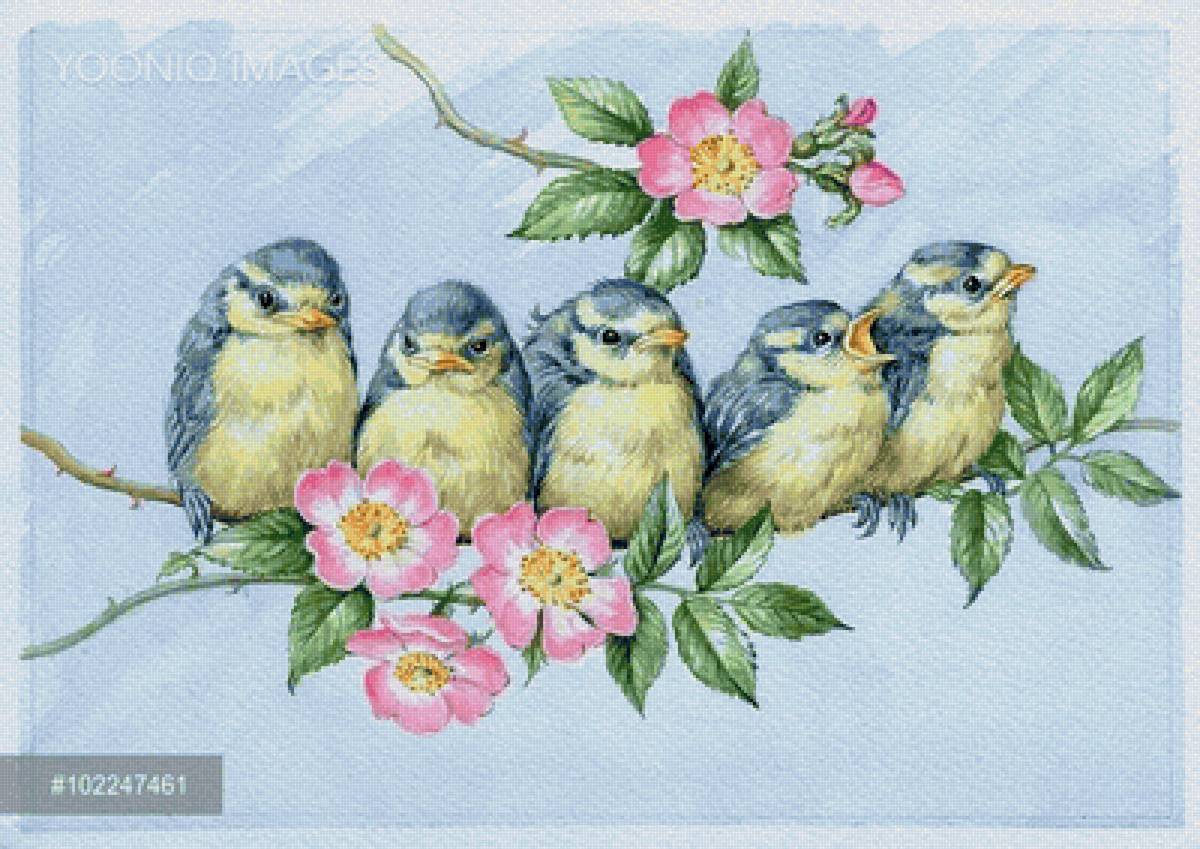 vtaci - предпросмотр