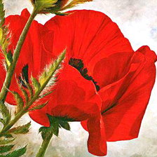 Схема вышивки «Маки»