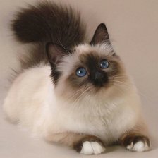 Схема вышивки «№2125892»