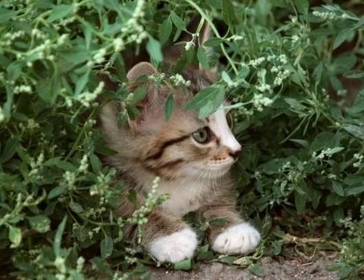 В засаде - животные, трава, котенок, кошки - оригинал