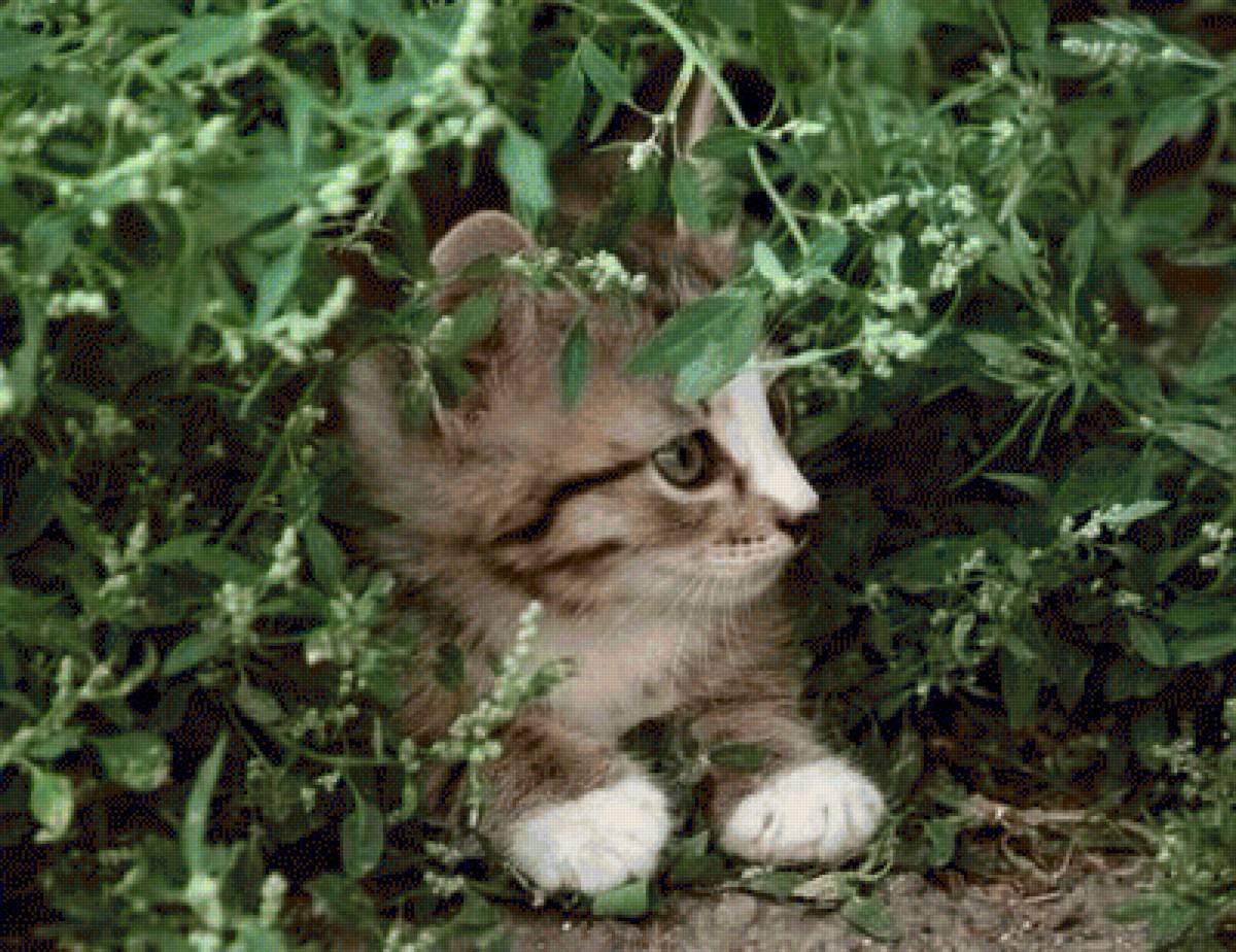 В засаде - трава, котенок, кошки, животные - предпросмотр