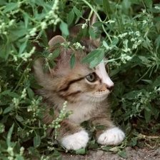 Схема вышивки «В засаде»