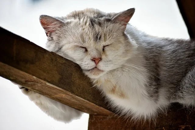 Сладкий сон - кошки, животные - оригинал