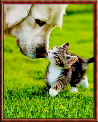 Ты кто? - животные, собака, котенок - оригинал